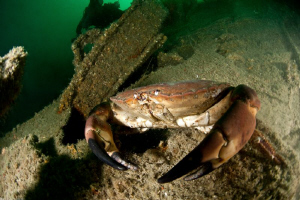 edible crab_Heinrich wreck_Manche by Mathieu Foulquié 